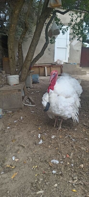 simental inekler satilir: Erkək, Damazlıq — 2