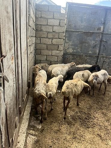 Qoyun sürüsü – yerli cinslər qarışıq - Şəkillərdəki kimi 12 başa — 3