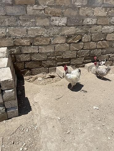 quşlar: Toyuq, Ətlik — 1