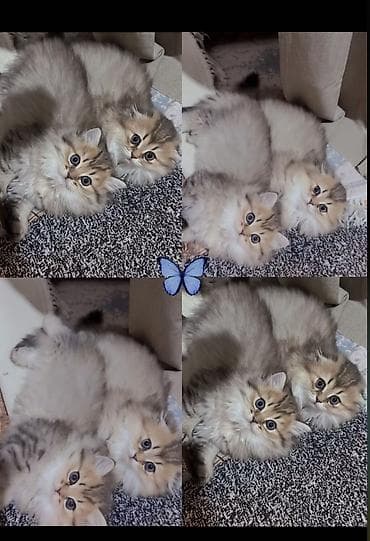 Erkək, Dişi, Yaxşı əllərə, Ünvandan götürmə, Ödənişli çatdırılma