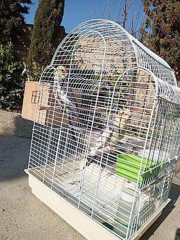 2 ədəd korella satılır! dişi erkək,heçbir xəsdəlikləri yoxdur,qəfəs