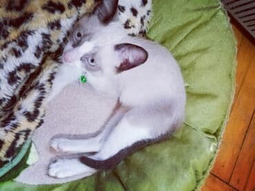 Siam, Erkək, Ünvandan götürmə lalafo.az -da Siam, Erkək, Ünvandan götürmə