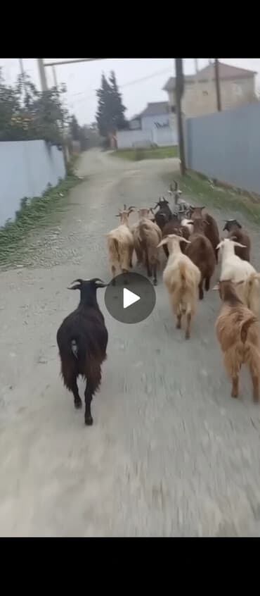 cəpis: Dişi, il: 1, 15 kq, Ünvandan götürmə — 1