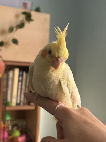 Göyərçinlər: Növ: Kakadu nimfa (Cockatiel) – sarı/lutino rəng Xüsusiyyətlər: - — 3