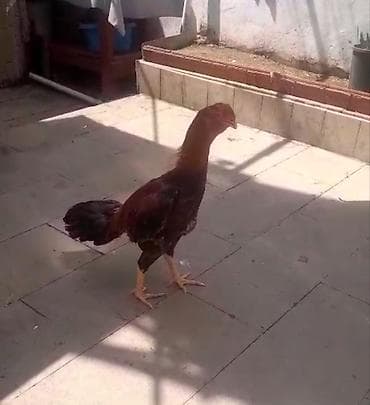 heyreti xoruz: Salam yapon cinsi olan heyratı becə satıram 9 aylıqdır hündür ağır — 4