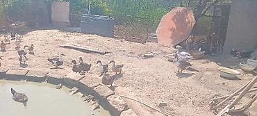 Qazlar: Məhsul: Ördek və17 m basliyi 70m geder qaz sürüsü Təsvir: - — 10