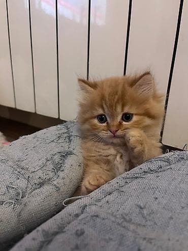 Sevimli pişik balası – tüklü narıncı rəng Xüsusiyyətlər: - Rəng