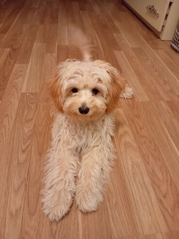 немецкая овчарка цена в баку: Malta bolonka, 4 ay, Erkek, Peyvəndli, Ünvandan götürmə — 8