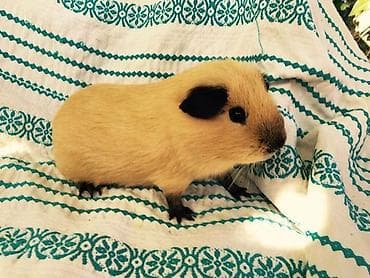 golden roz: Şəkildəki rənglərdə olan Guinea Pig balası axtarıram. Bu rənglərdən — 3