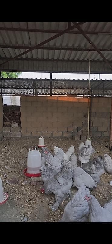 qusarda inek satilir: Boz rəngli Brahma cinsli toyuqlar 10 toyuq 3 xoruz — 5