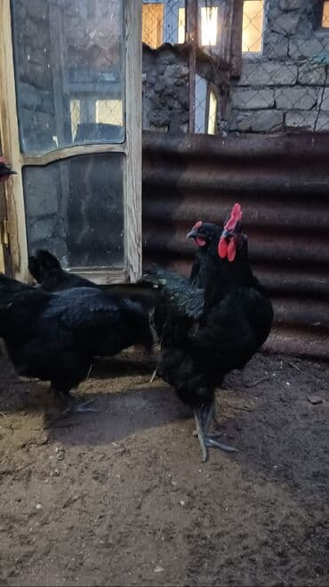 ördək balası və cücə: Mayalı Afstorolop yumurtaları satılır maraqlanan vacapdada elaqe — 3