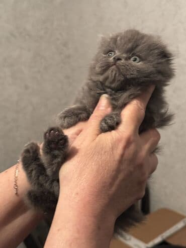 Şotland uzun tüklü, Dişi, Ünvandan götürmə — 5