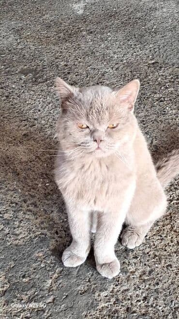 britan pişiyi: Britan, Erkək — 3