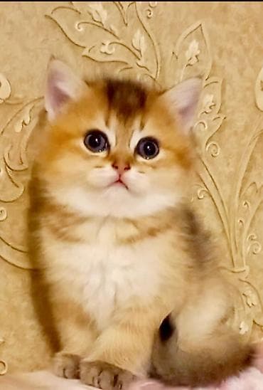 pişiy: Britan, Erkək, Yaxşı əllərə, Ünvandan götürmə — 2