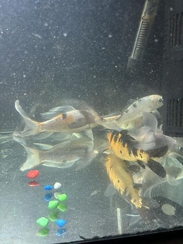 gence akvarium: Koi, Sülhsevər — 3