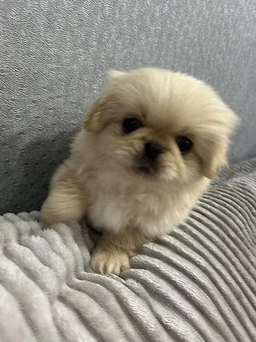 zvanok itler satisi: Pekines, 1 ay, Erkek, Ünvandan götürmə — 2