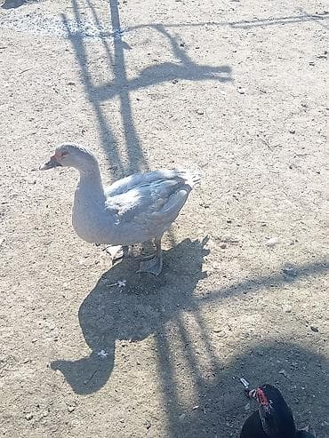 ördek qaz: Erkək, | Lal ördək, Damazlıq, Ünvandan götürmə — 3