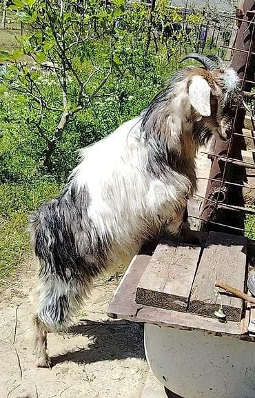 keçi balası: Dişi, il: 1, Südlük, Ünvandan götürmə — 2