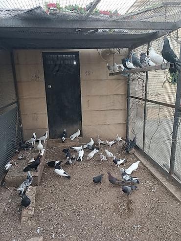 babil quşu: Küt satılır seçməkdə. İran quşları da var içində. biri 15₼. hamısı — 8