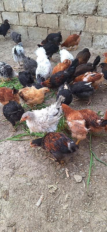 Куры: Kend çolpaları .Qiymet 6 manat 50 qepik — 2