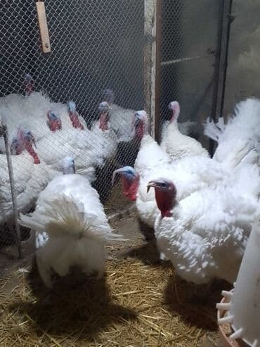 cücə və xoruz: Salam Ayam cemani,,. argenal.yumurtasi,cucesi.colpasi,,xoruzu.toyugu — 25