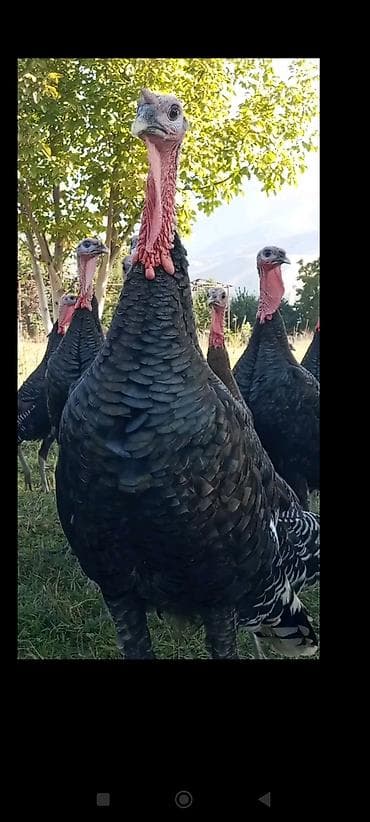 Digər kənd təsərrüfatı heyvanları: Avstroliup xoruztoyuqlar və Hind quşlari Amerkan Bronz Big 6 sortlar — 3