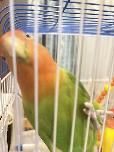 Məhsul: Sevgi tutuquşuları (Agapornis) – 2 ədəd Təsvir: - Növ: Sevgi
