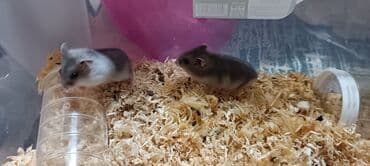 купить хорька в баку: Mini dekorativ xamyaklar – ev heyvanı üçün ideal seçim! — 2