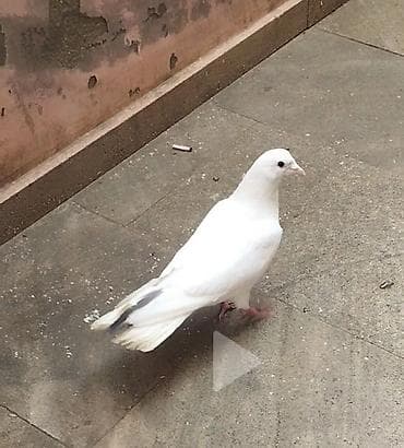 1 tük erkəy qızğın erkeydi stoykalı uzun hündür 16 quyrug sağlam lalafo.az -da 1 tük erkəy qızğın erkeydi stoykalı uzun hündür 16 quyrug sağlam