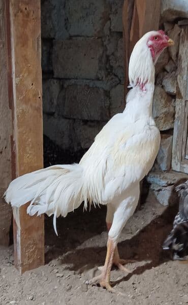 Xoruz, il: 1, Ünvandan götürmə