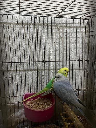 tutuqus: Rainbov tutuqusular satilir. Tam saqlam ve aktiv — 3