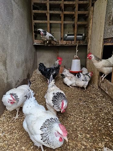 hinduska eti satilir: Salam yumurtuyurlar 1 xuruz 9 Faradi xoruz 20 az di hamlsl bir yerda — 2