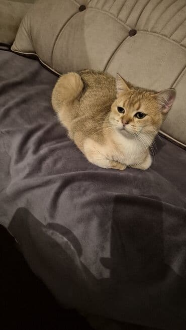 золотая шиншилла баку: Золотая шиншилла, Самец, Для вязки — 10