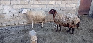 Hinduşkalar: Salam süper kök qoyunlar kəsgilikdi damazlıq deyil — 4