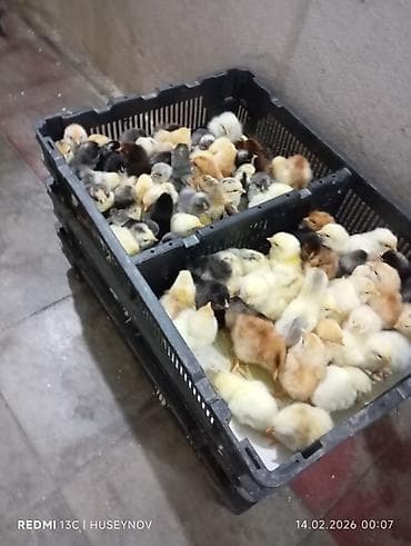 hind quşu yumurtası: Her nov cuce satişi. xarkov çil 2m xarkov 1.50m atkas 3m avstroluq 3m — 10