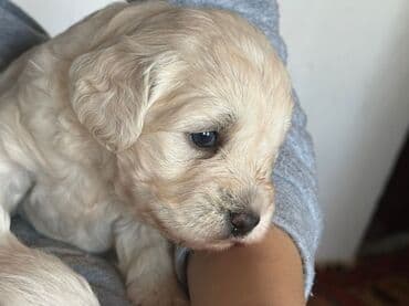 it satisi baku: Pudel, 1 ay, Erkek, Ünvandan götürmə — 2