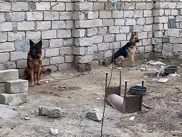 canavara oxsayan it: Alman çoban iti, Peyvəndli — 4