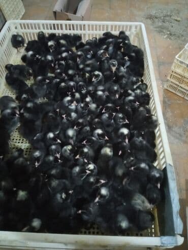 Cücələr: Toyuq cücələri, Damazlıq, Ünvandan götürmə, Ödənişli çatdırılma, Rayonlara çatdırılma — 1