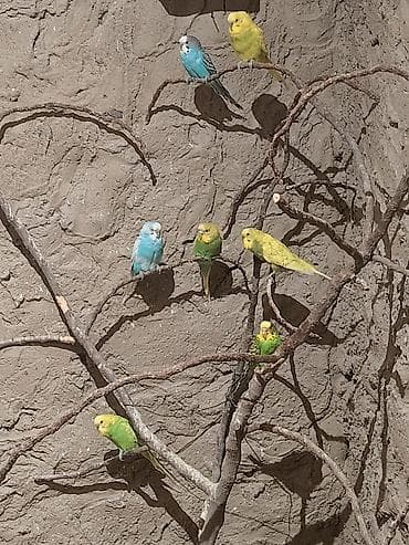 deve quşu: Məhsul: 12 ədəd Dalmatialı dalğalı tutuquşular Təsvir: - Rəng — 1