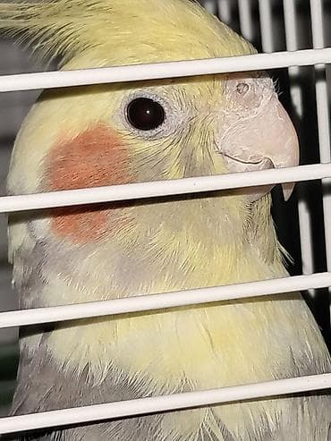 Məhsul: Nimfa papağanı (Cockatiel)

saglam quslardi