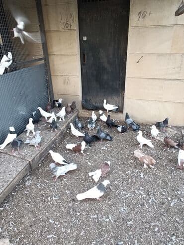 cins ineklerin qiymeti: Qiymət 10₼ başlayır hər qiymətə var — 6