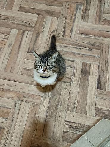 cins pisik satisi: Sahiblendirilir dişidi — 1