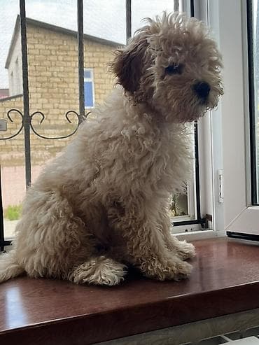 карликовый пудель: Пудель — 5