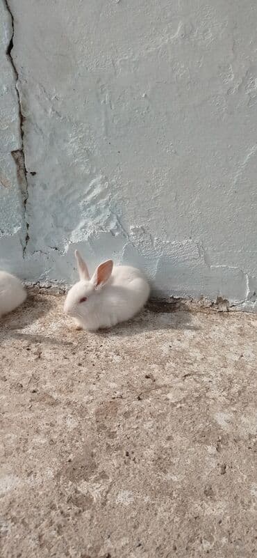 сухой корм для собак: Satılır: Dovşanlar - Növ: Ağ rəngli ətlik/ev heyvanı dovşanlar — 3