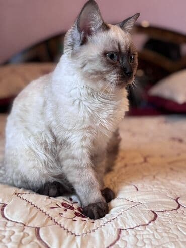 Quşlar: Siam, Erkək, Yaxşı əllərə — 5