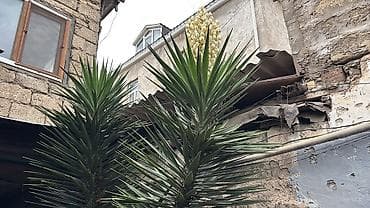 Dekorativ yucca (Yucca filamentosa/yucca ağacı) - Hündür, çoxillik — 1