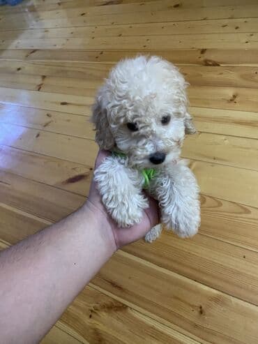 pitbul itleri: Pudel, 2 ay, Erkek, Peyvəndli, Ünvandan götürmə — 2