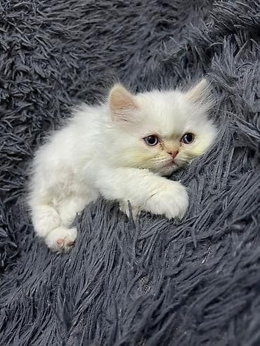 maykonq pişik: Britan — 7