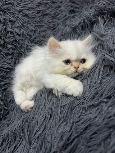 şotlan pişik: Şotland yastı qulaq, Erkək, Dişi, Yaxşı əllərə, Ünvandan götürmə, Pulsuz çatdırılma, Ödənişli çatdırılma — 238