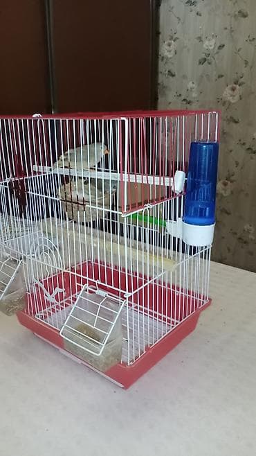 koker spaniel satilir: Salam Hind bülbülüdür tam sağlam tam gümrah hər şeyi ilə birlikdə — 6
